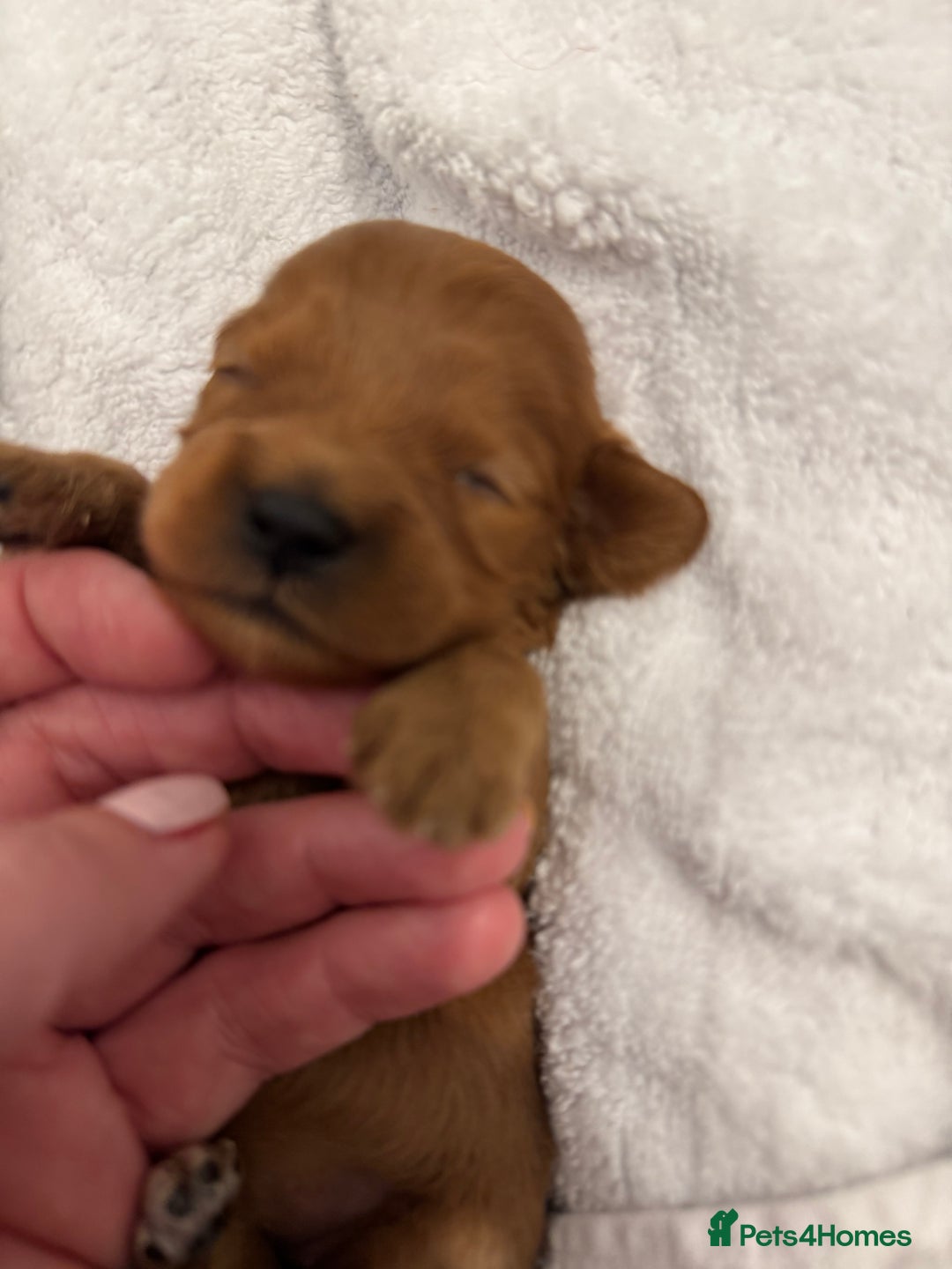 Cavapoo dogs for sale: Extensively health tested F1 Cavapoos  - Image 9