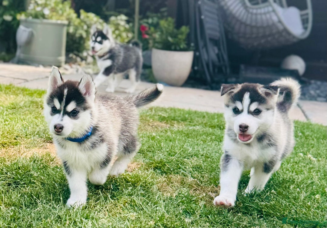 Pomsky dogs for sale:  Beautiful F2b Pomsky Puppies – Health Tested - Image 19
