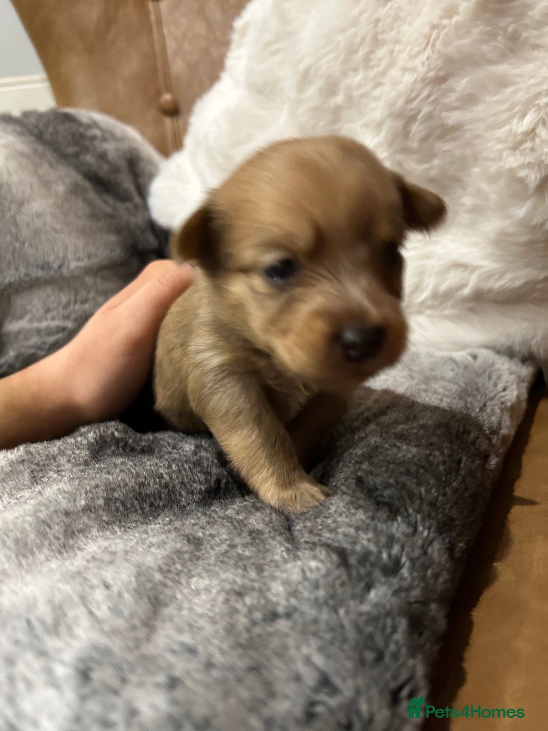 Mixed Breed dogs for sale: Miniature Dauchshund/ Pomeranian puppies for sale - Advert 28