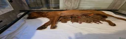Labrador Retriever dogs for sale: ***ALL RESEVERED **KC Registered Fox red labrador  - Advert 2