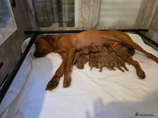 Labrador Retriever dogs Dark Fox red puppies - Advert 1