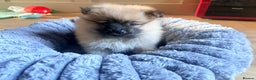 Pomeranian dogs for sale: 3 lovely girls and 1 boy Pomeranian puppies  - Advert 10