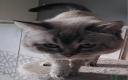 British Shorthair cats for sale: 2 British Short Hair males - Image 8
