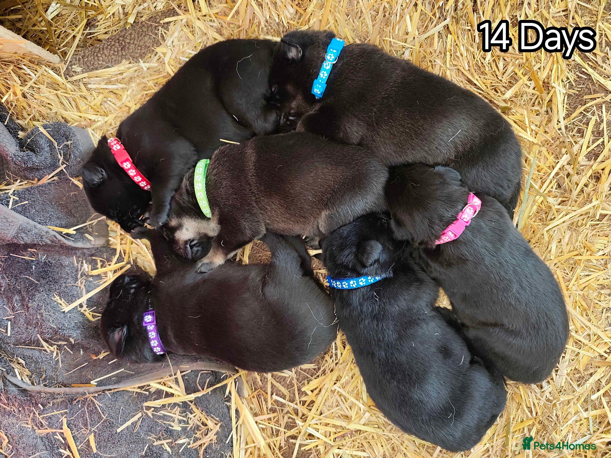 German Shepherd dogs 6 Beautiful German Shepherd Puppies - Advert 8