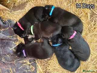 German Shepherd dogs 6 Beautiful German Shepherd Puppies - Advert 8