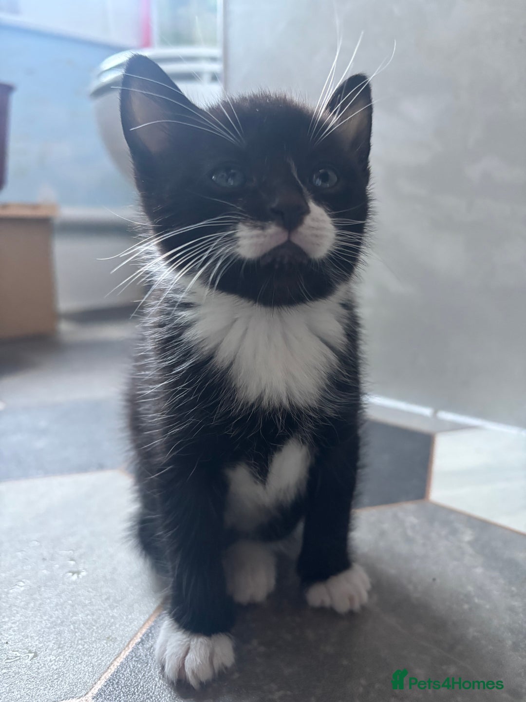 Mixed Breed cats for sale: Adorable Kittens for Sale  - Advert 8