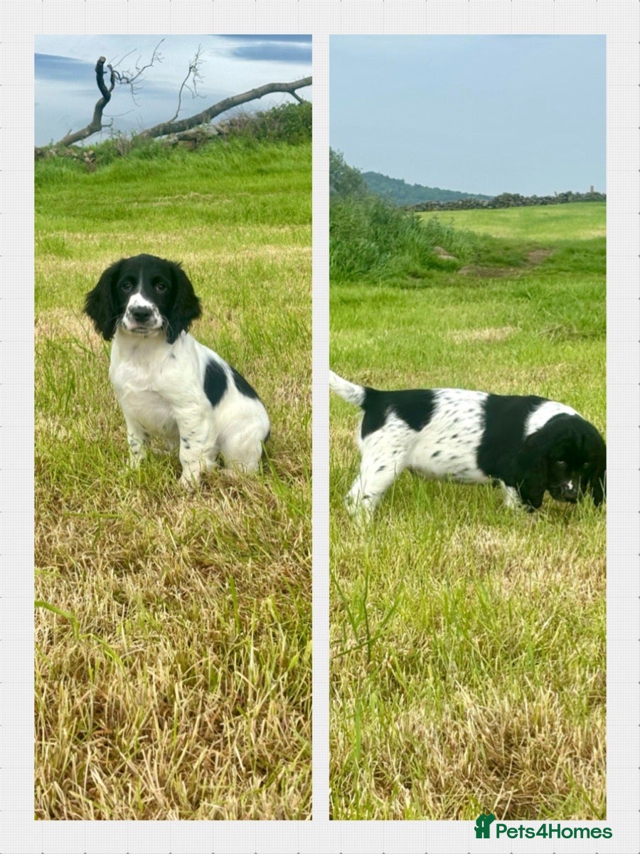 Sprocker dogs Stunning F1 Sprocker Puppies 5⭐️🏡 - Advert 1