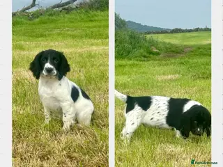 Sprocker dogs for sale: Stunning F1 Sprocker Puppies 5⭐️🏡 - Advert 2