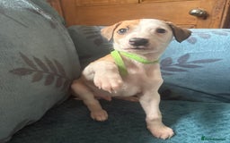 Whippet dogs for sale: 8 WHIPPET PUPPIES   - Image 37