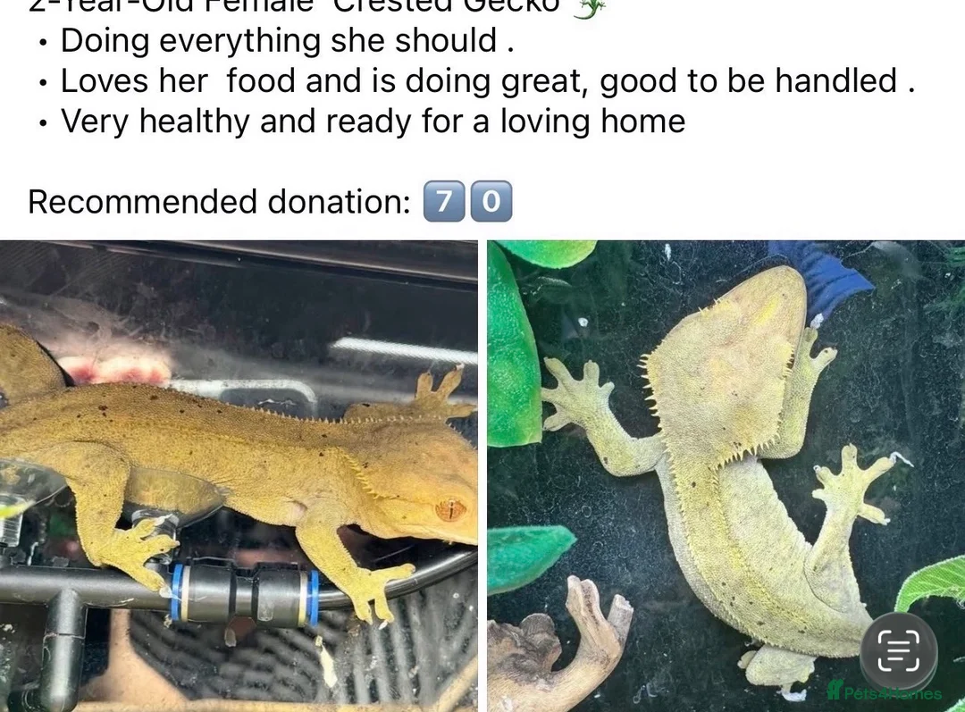 Leopard Gecko reptiles for sale: crested & leopard geckos - possible a full setup  - Advert 11