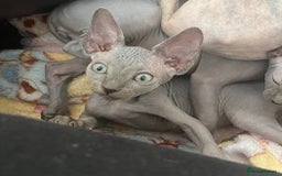 Sphynx cats for sale: 🌟Beautiful sphynx Ready for their new homes 🌟 - Image 13