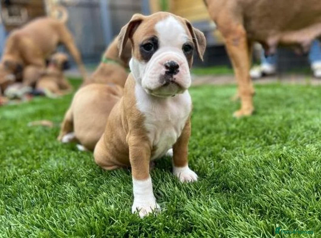 Boxer dogs for sale:  KC GENERATIONS CHAMPION LINES BOXER PUPS!! in Leicester - Advert 5
