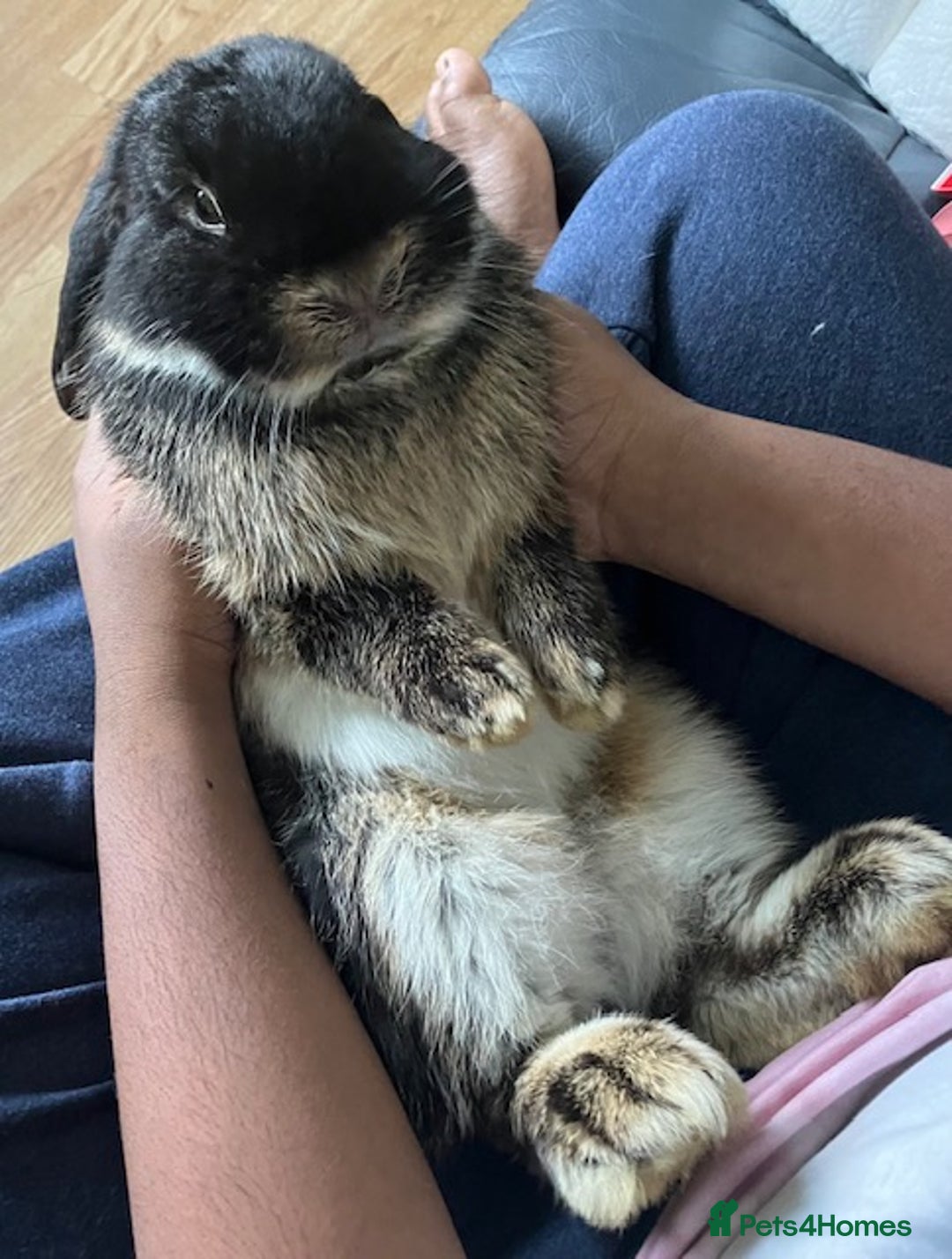 Mini Lop rabbits for sale: Mini lop “Otter” bunnies - Advert 2