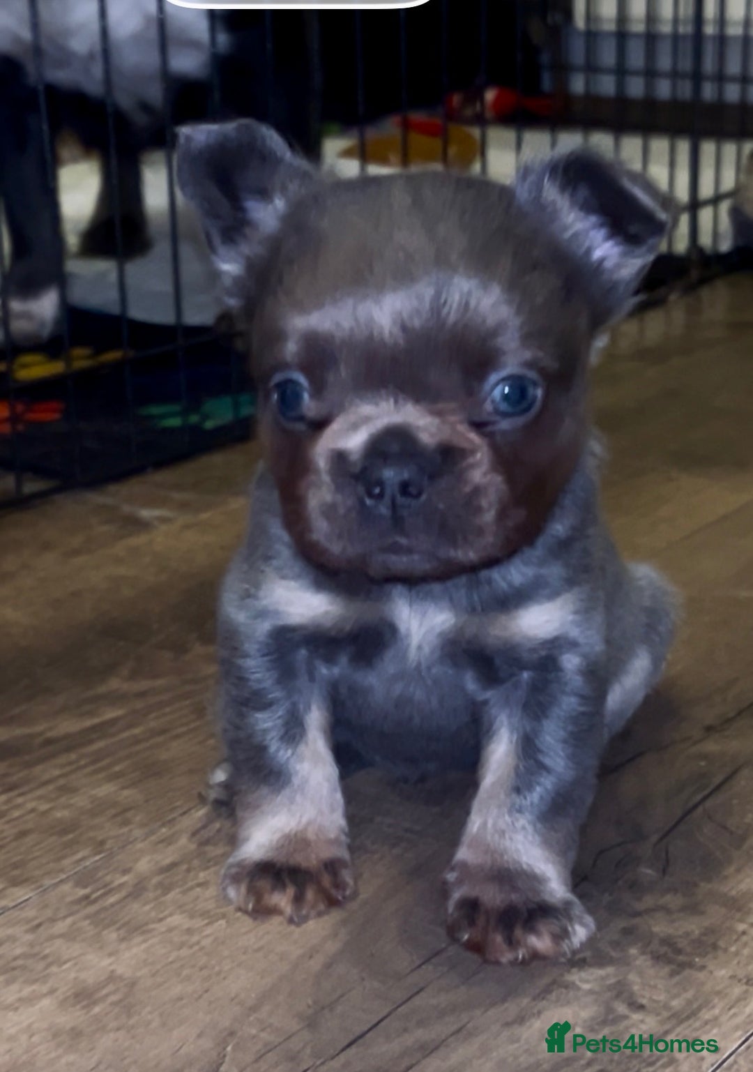 French Bulldog dogs for sale: fluffy frenchie - Advert 1