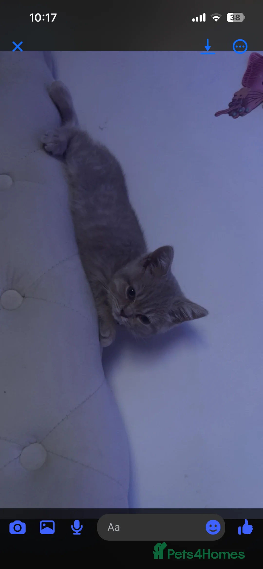 British Shorthair cats for sale: Lilac British short hair  - Advert 2
