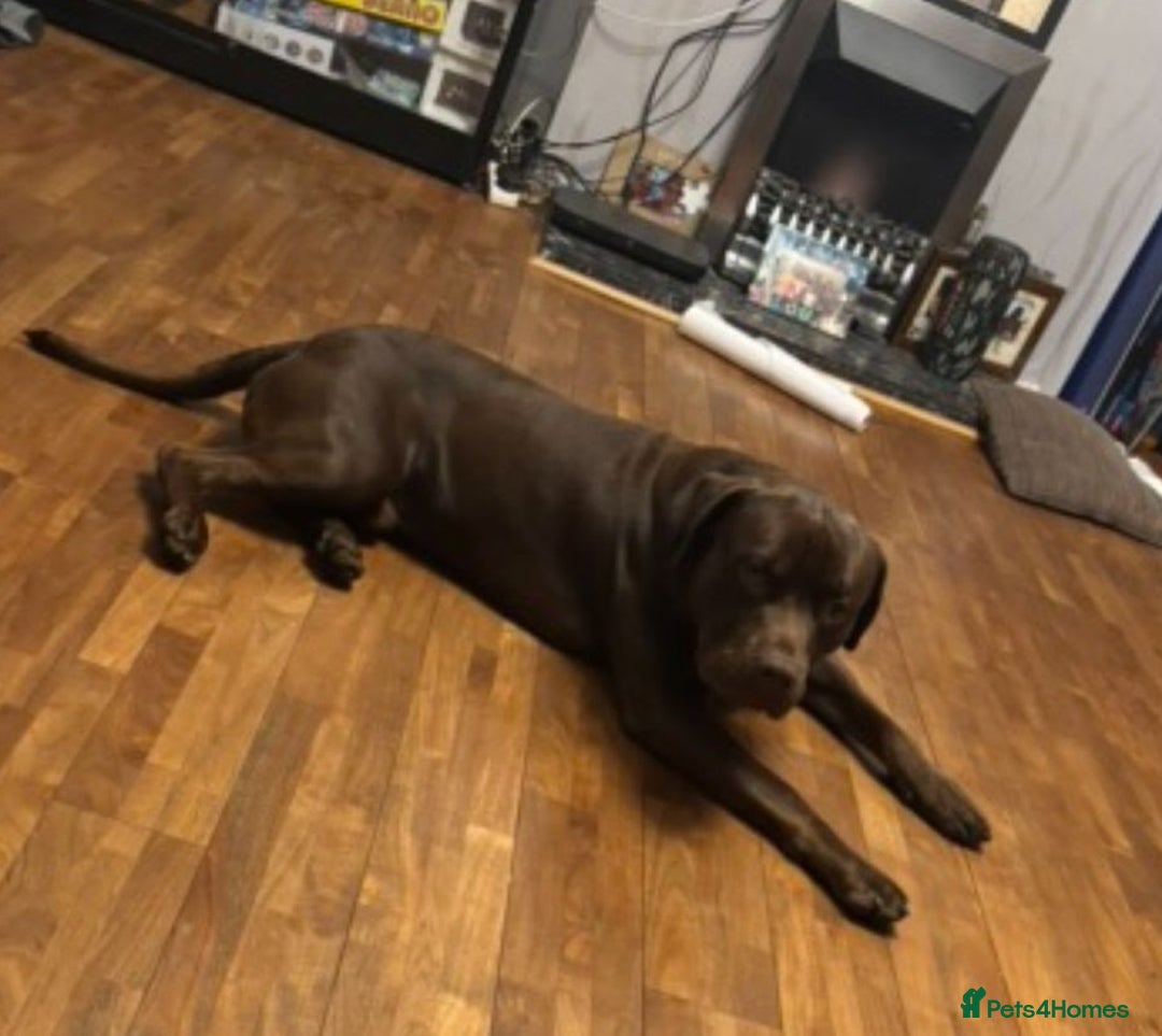 Mixed Breed dogs for adoption: Meet Buddy 🐾Big heart. Big paws. Big personality. - Advert 4