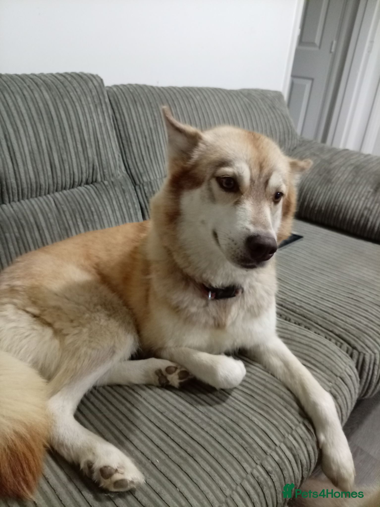 Siberian Husky dogs Dark brown husky female for sale  - Advert 14