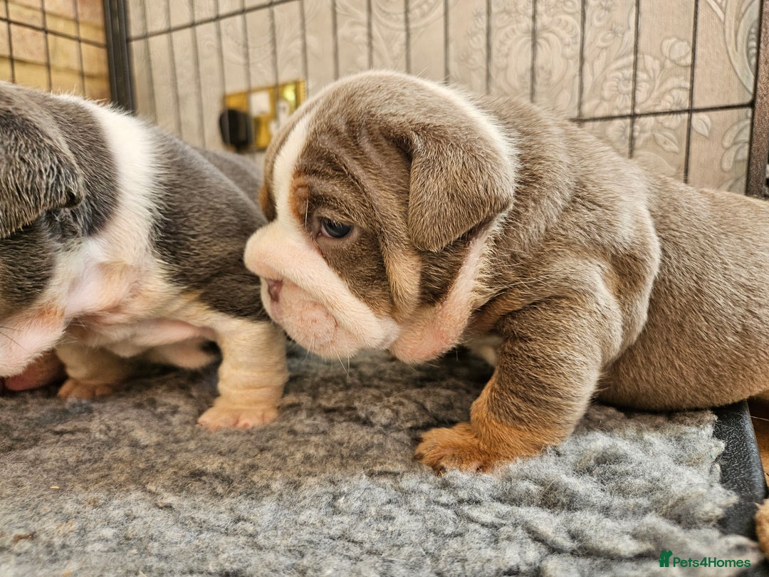 English Bulldog dogs for sale: Outstanding KC English Bulldogs, Top Quality Pups - Image 25