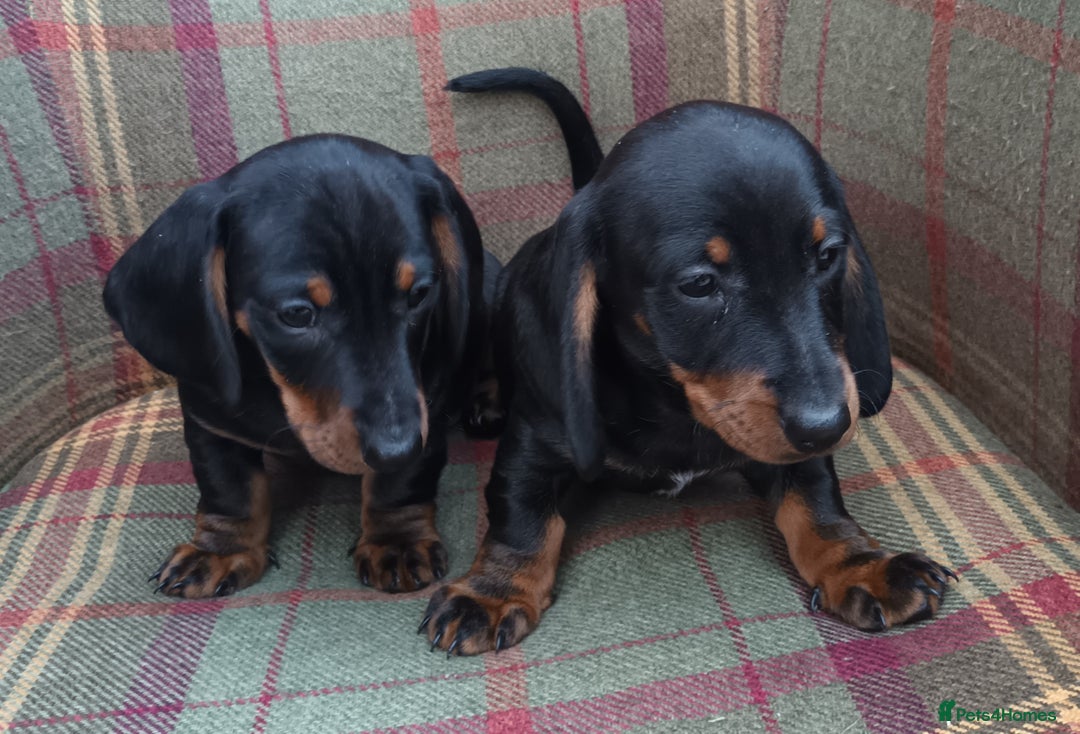 Miniature Dachshund dogs for sale: Black and Tan Miniature Dachshund Puppies 3 Boys - Advert 1