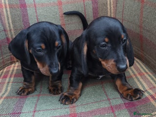 Miniature Dachshund dogs Black and Tan Miniature Dachshund Puppies 3 Boys - Advert 10