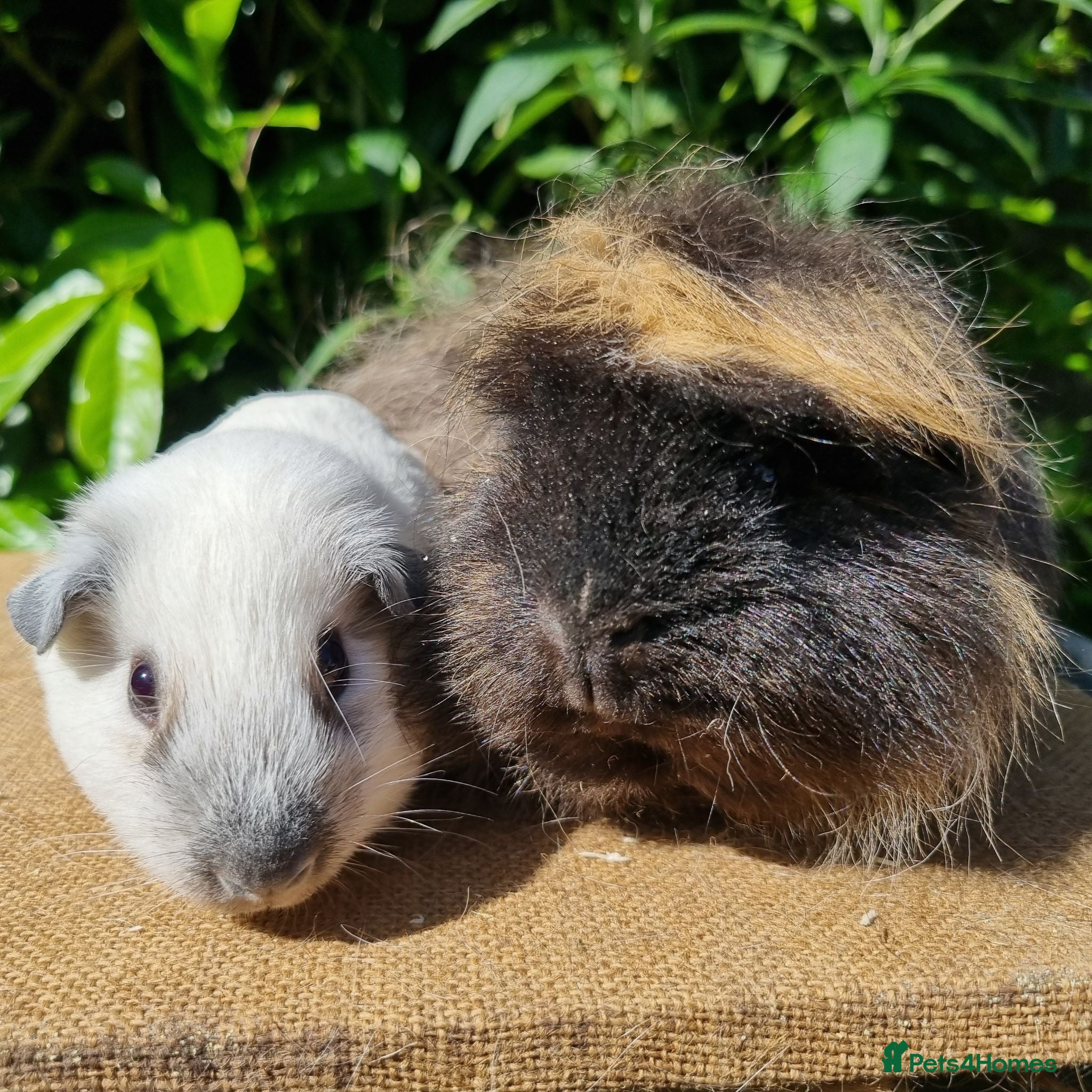 Guinea Pig rodents Bonded Pair of Boars - Advert 12