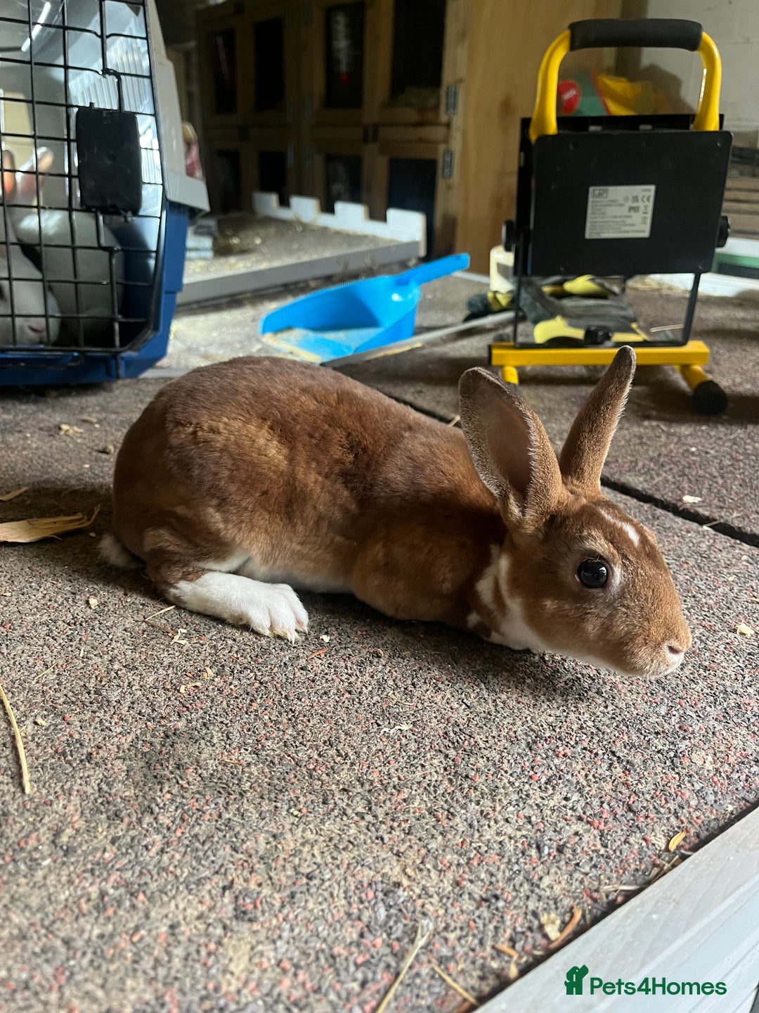 Rex rabbits for sale: Selection of Mini Rex boys  - Image 4