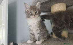 Mixed Breed cats for sale: Ragcoon kittens  - Image 7