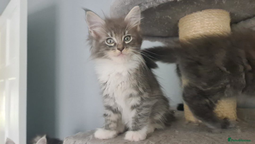 Mixed Breed cats for sale: Ragcoon kittens  - Image 7