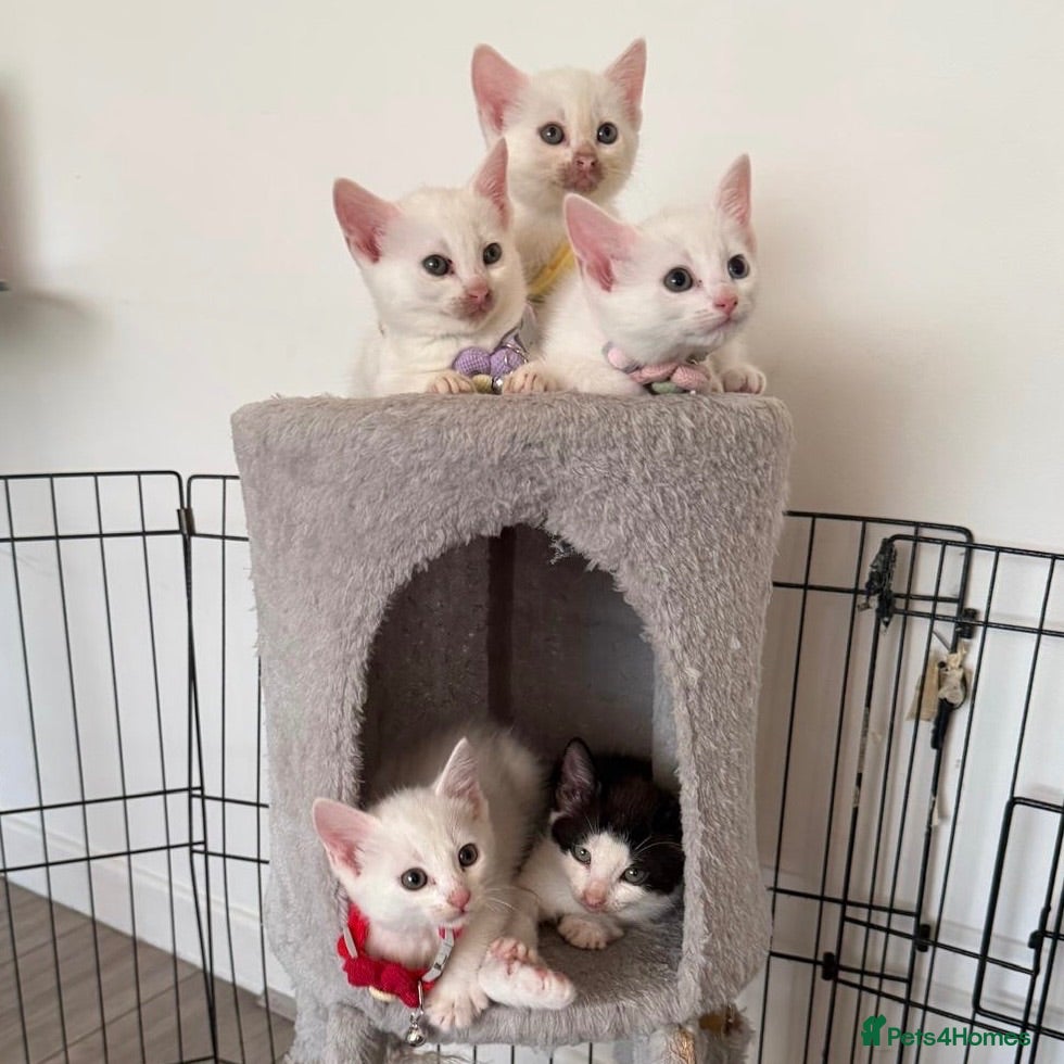 Mixed Breed cats 5 KITTENS LOOKING FOR THEIR FOREVER HOMES 🐾 - Advert 2