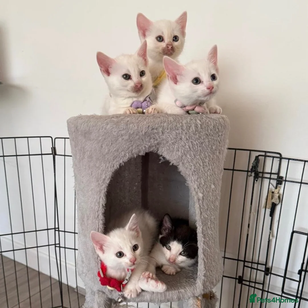 Mixed Breed cats for sale: 5 KITTENS LOOKING FOR THEIR FOREVER HOMES 🐾 - Advert 1