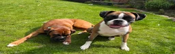 Boxer dogs for sale: Boxer Litter Due 17th June - Advert 3