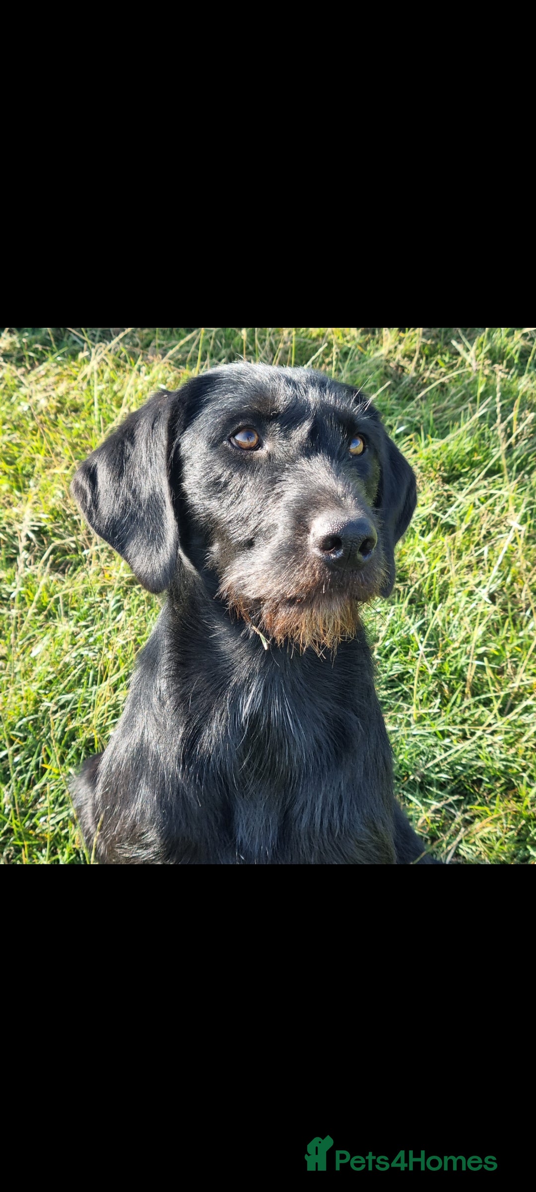 Mixed Breed dogs for sale: collie cross Hungarian vizler - Image 5