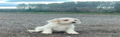 Jackapoo 2