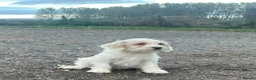 Jackapoo dogs for sale: Health checked and Fully vaccinated Jackapoos in Perth - Advert 8