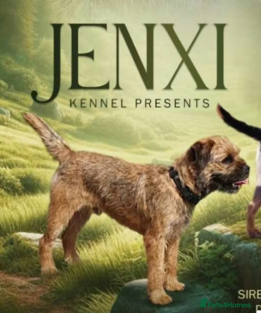 Border Terrier dogs for stud: Exceptional quality border terrier stud dogs. in Coalville - Advert 2