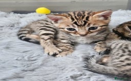 Bengal cats for sale: Lovely bengal kittens(Tica reg.)😍 - Image 7