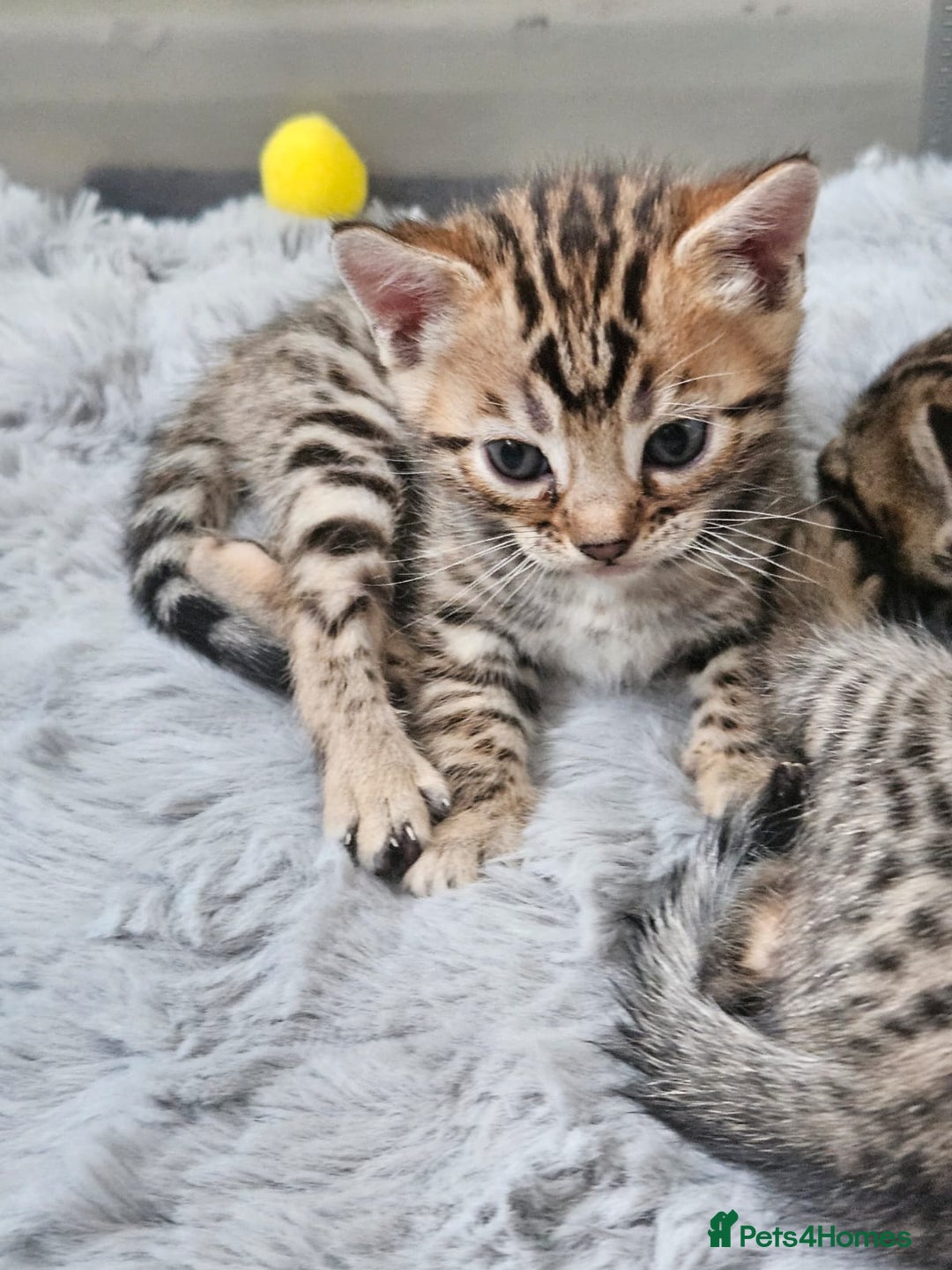 Bengal cats for sale: Lovely bengal kittens(Tica reg.)😍 - Image 7