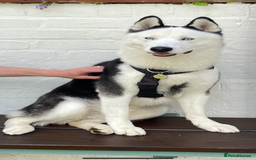 Siberian Husky dogs for stud: Stunning Blue eye Sibrian Husky for Stud in Liverpool - Image 3