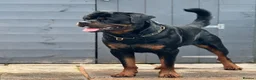 Rottweiler dogs for sale: Expecting Rottweiler pups - ready end of May  - Advert 1