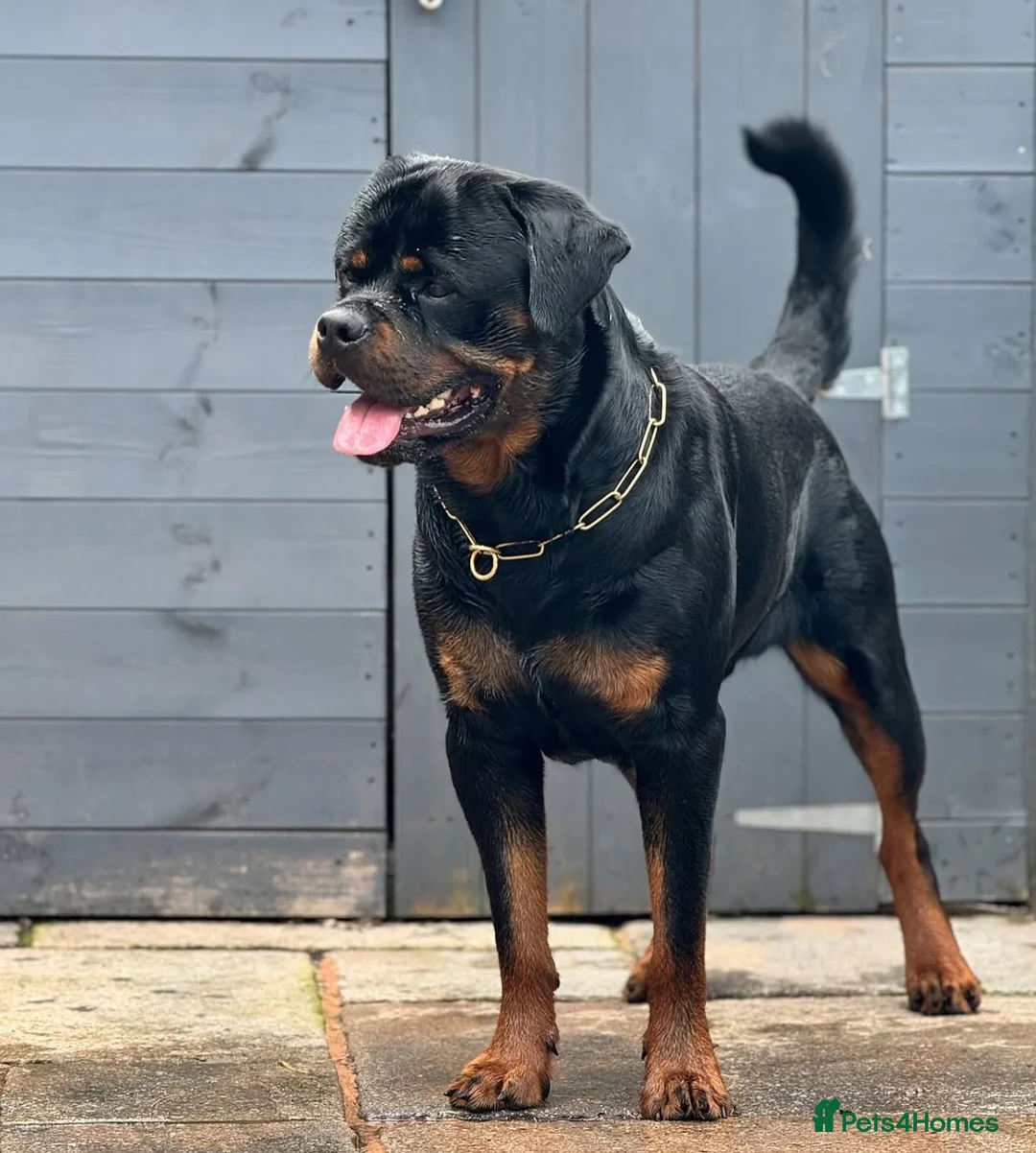 Rottweiler dogs for sale: Expecting Rottweiler pups - ready end of May  - Advert 1