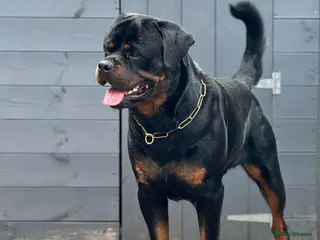 Rottweiler dogs Expecting Rottweiler pups - ready end of May - Advert 1