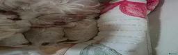 Mixed Breed dogs for sale: 4 beautiful pups for sale in Chorley - Advert 23