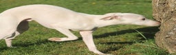 Italian Greyhound dogs for stud: Cream Italian Greyhound for Stud KC Registered - Advert 9
