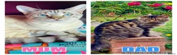 Bengal cats for sale: 🌈 BENGAL KITTENS FOR SALE! 🌈 🩷❤️🧡💛💚🩵 - Advert 3