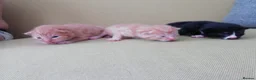 Mixed Breed cats for sale: Kittens - Advert 6