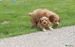 Cockapoo dogs for sale: Beautiful Cockapoo puppies for sale - Image 34