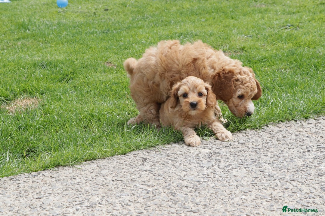 Cockapoo dogs for sale: Beautiful Cockapoo puppies for sale - Image 34