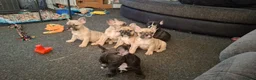 French Bulldog dogs for sale: STUNNING FRENCH BULL DOG PUPS READY NOW - Advert 25