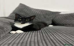 Domestic Shorthair cats for sale: Domestic short hair tuxedo cat - Image 6