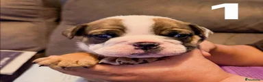 English Bulldog Puppy 1